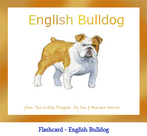 English Bulldog Flashcard– with breed name